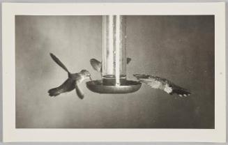 Hummingbirds @ Feeder