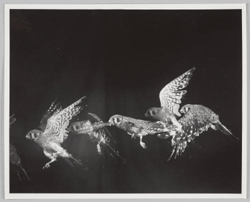 hawk in flight (multiflash)