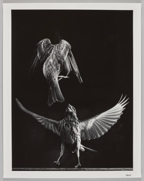 3601 (birds in flight)