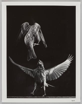 3601 (birds in flight)