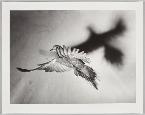 3405 (bird in flight)