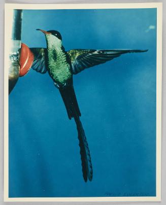 Hummingbird around feeder