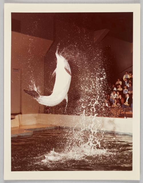 Dolphin Jump, 1977