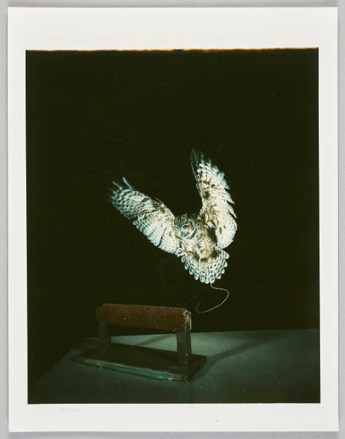 Owl Landing