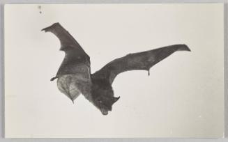 Bat