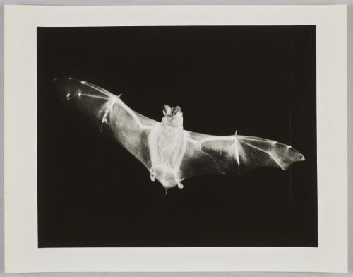 "Transparent" Bat Flying Mex Fretale