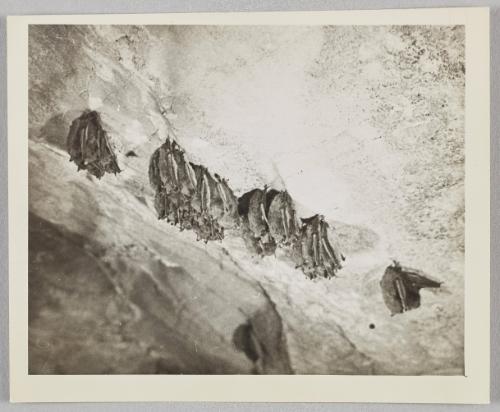 Bat Cluster on cave ceiling