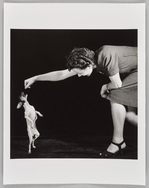 Begging Dog With Woman