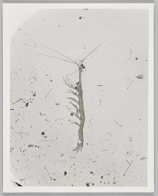 Shadow Exhibit prints & Notes, 1987