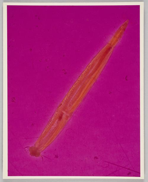 Shadow Exhibit prints & Notes, 1987