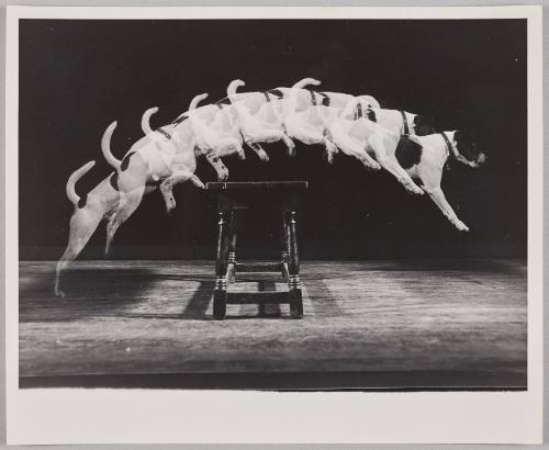 Jackie Jumps a Bench