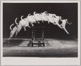 Jackie Jumps a Bench