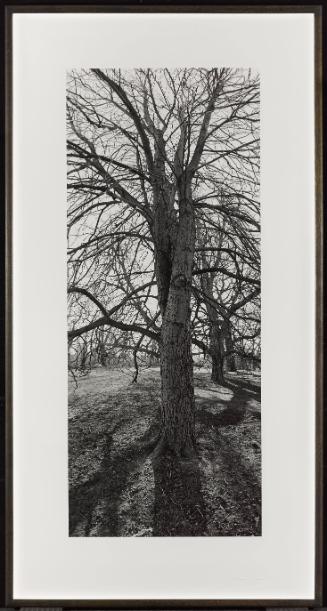 Maple, Allen Gardens