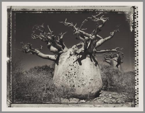 Baobab #25, Madagascar