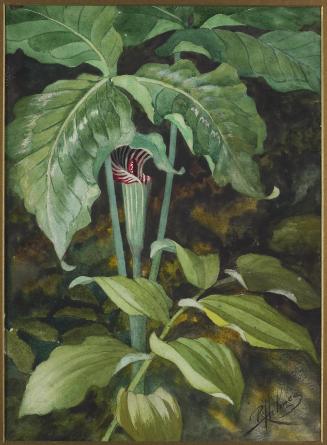 Jack-in-the-Pulpit I
