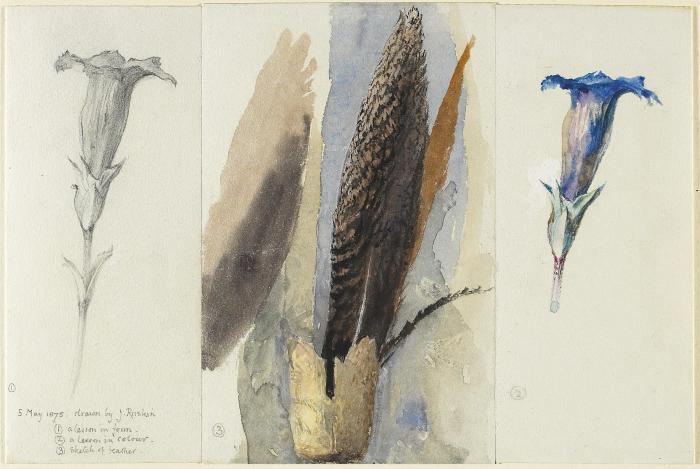 Study of a Feather, Flanked by Two Studies of a Gentian